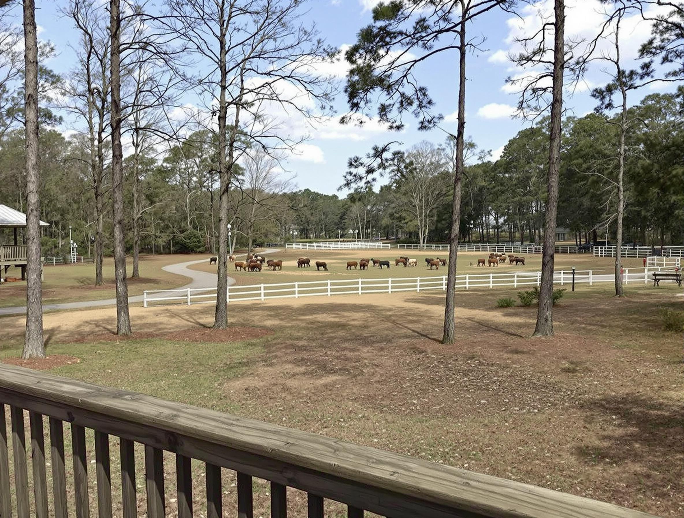 Saddlehorn in Pelzer